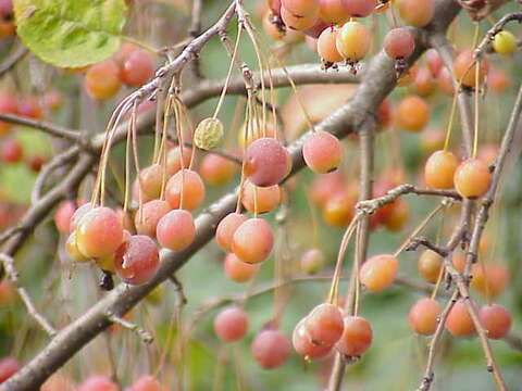 Image of Malus sikkimensis (Wenz.) Koehne