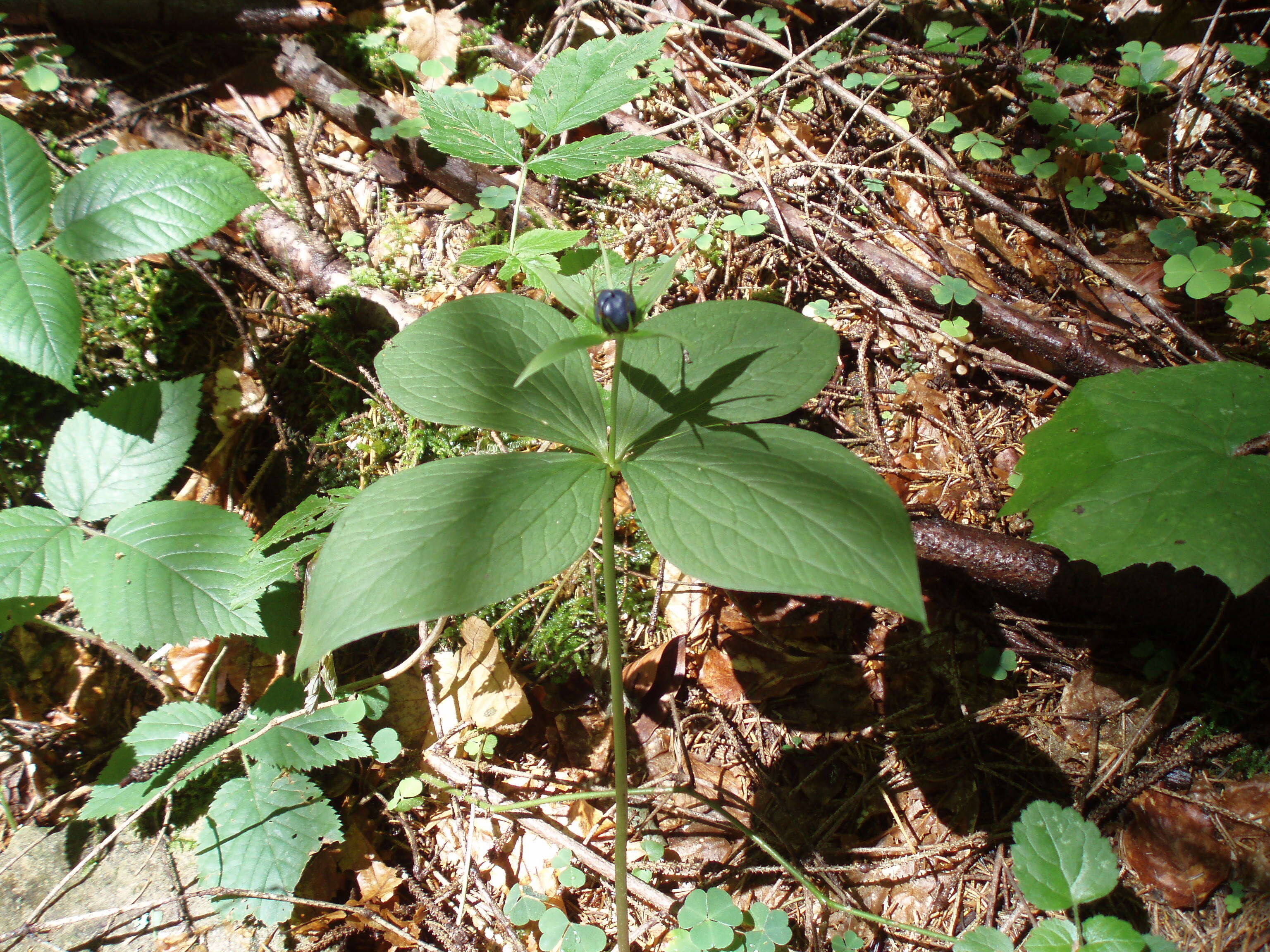 Image of herb Paris