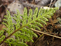 Image of tufted lacefern