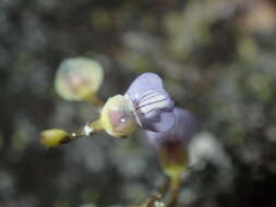 Image of bladderwort