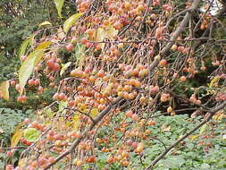 Plancia ëd Malus sikkimensis (Wenz.) Koehne