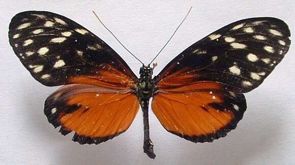 Image of Heliconius hecale zuleika