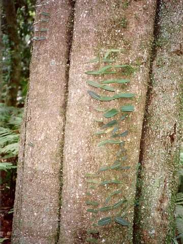 Image of Planchonella australis (R. Br.) Pierre