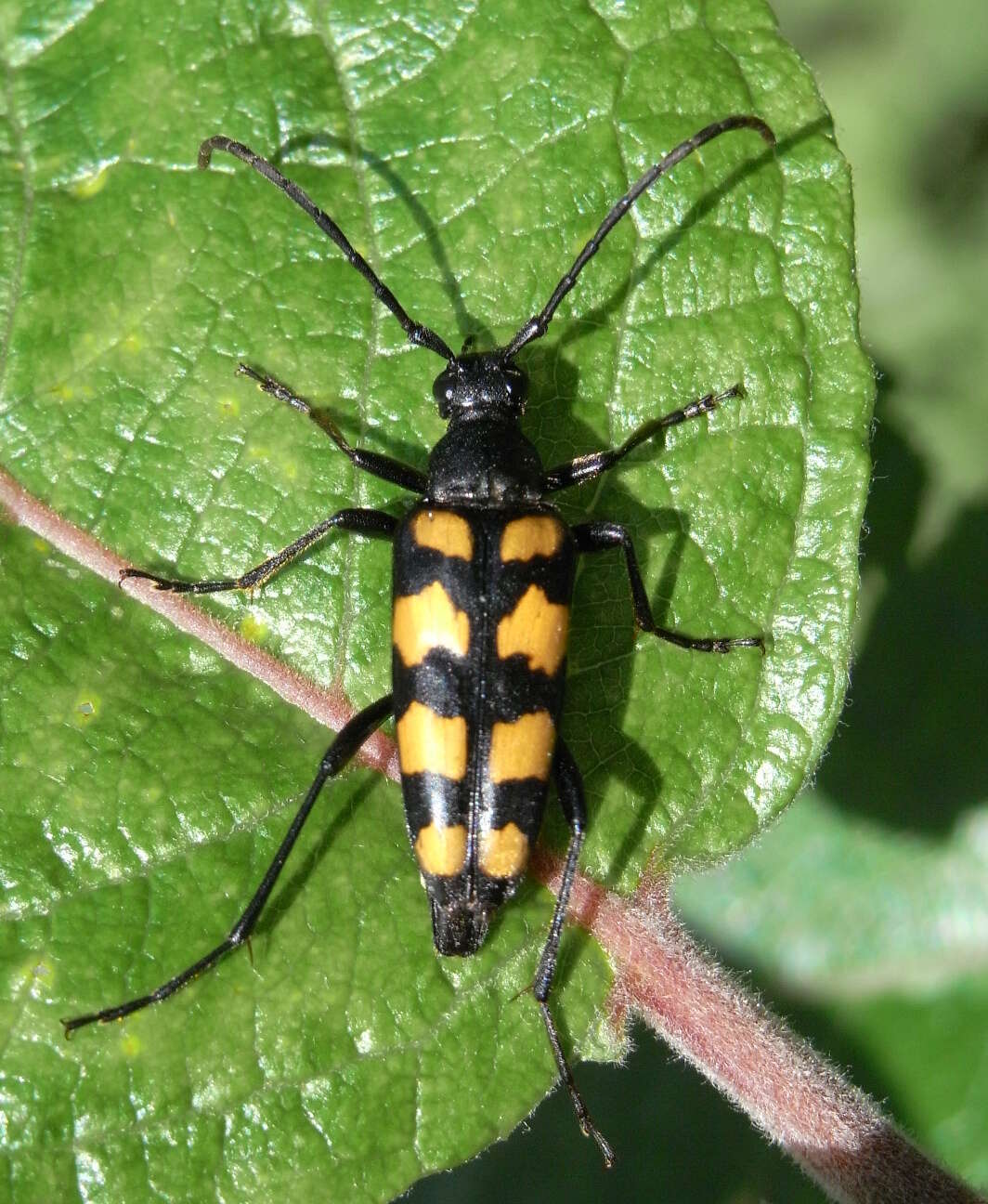 Image of Leptura quadrifasciata Linné 1758