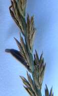 Image of Ergot