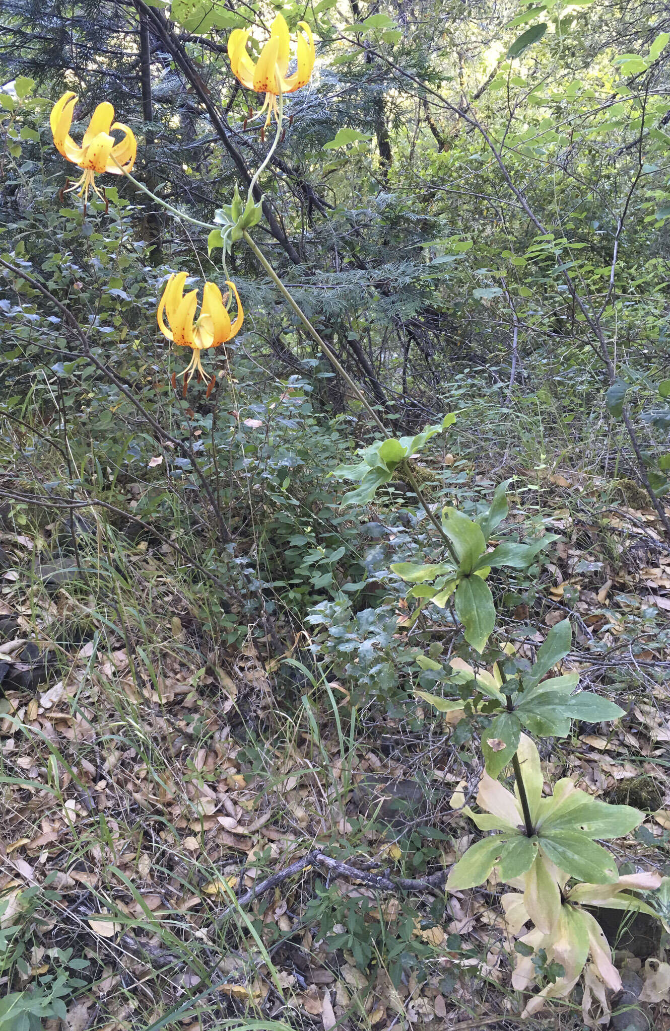 Слика од Lilium humboldtii subsp. humboldtii