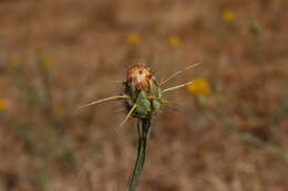 Image of yellow star-thistle