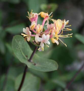 Image of Etruscan honeysuckle