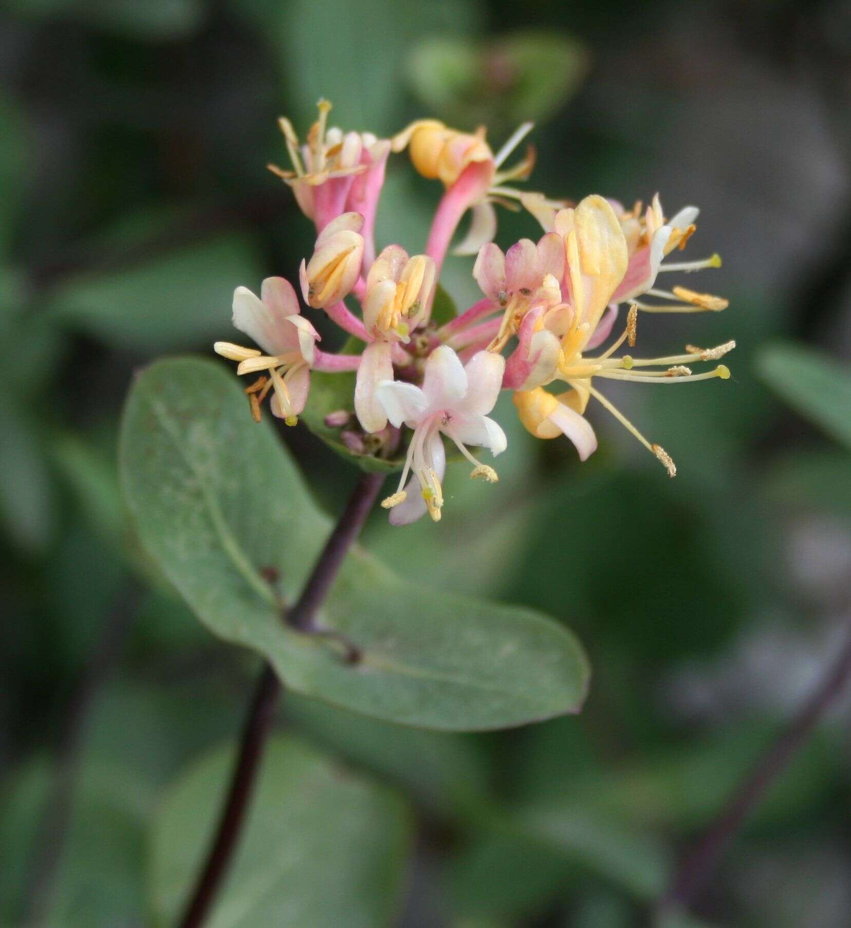 Image of Etruscan honeysuckle