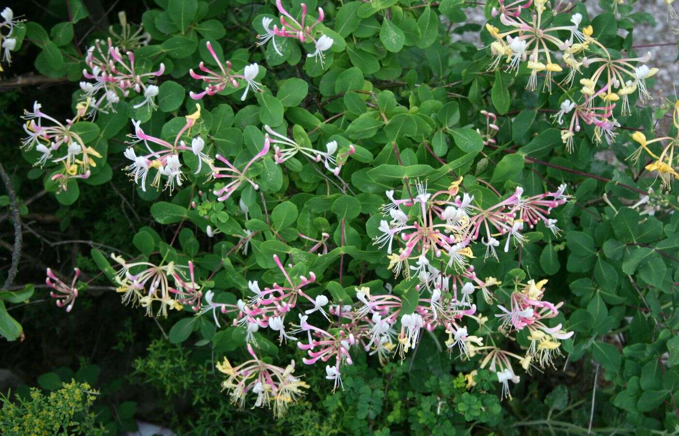 Image of Etruscan honeysuckle