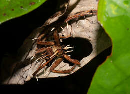 Image of Ophiocordyceps engleriana (Henn.) G. H. Sung, J. M. Sung, Hywel-Jones & Spatafora 2007