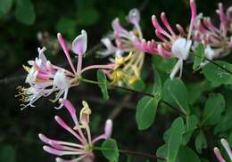 Image of Etruscan honeysuckle