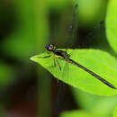 Image de Hypothemis hageni Karsch 1889