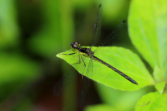 Imagem de Hypothemis Karsch 1889