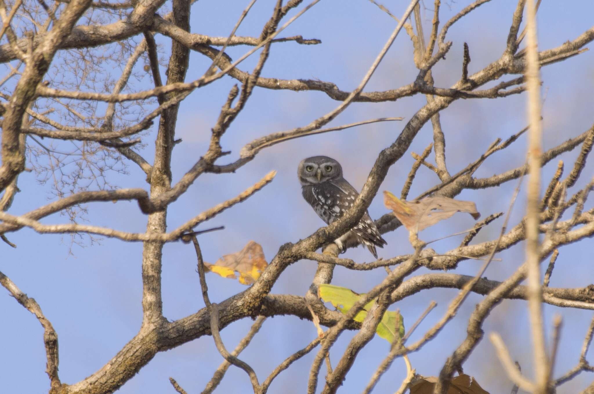 Image of Forest Owlet