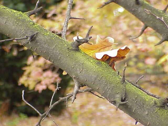 Plancia ëd Malus sikkimensis (Wenz.) Koehne