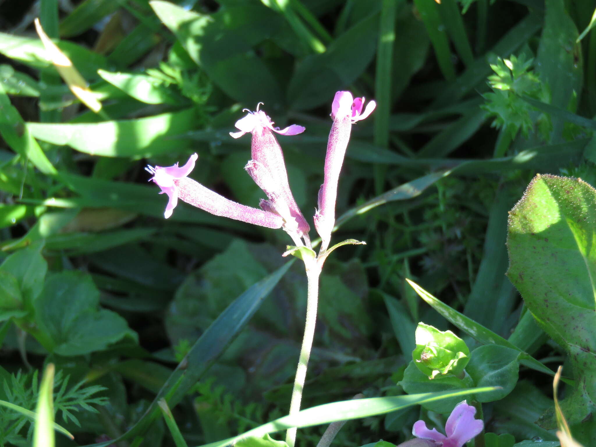 Silene aegyptiaca (L.) L. fil.的圖片