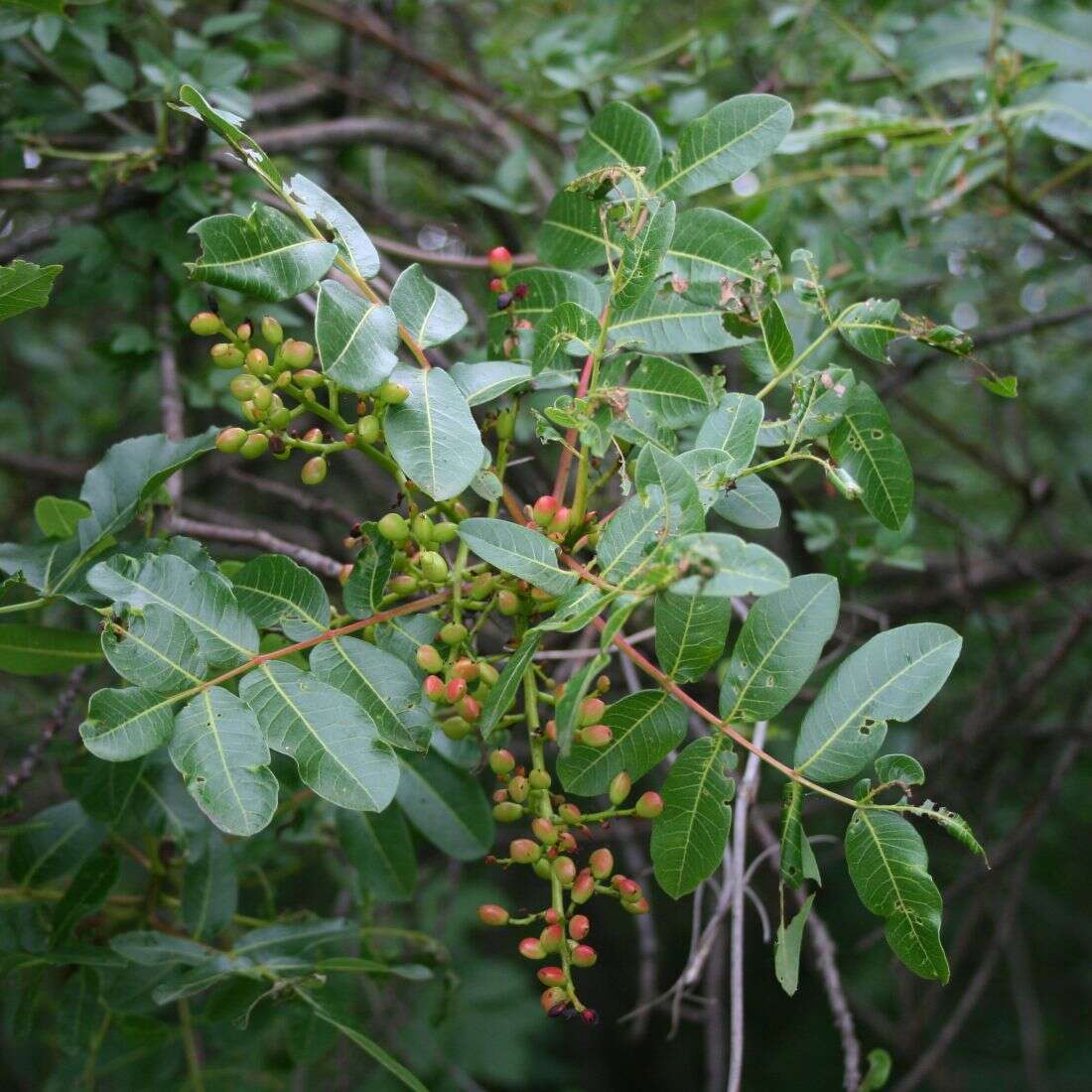 Image of Cyprus turpentine