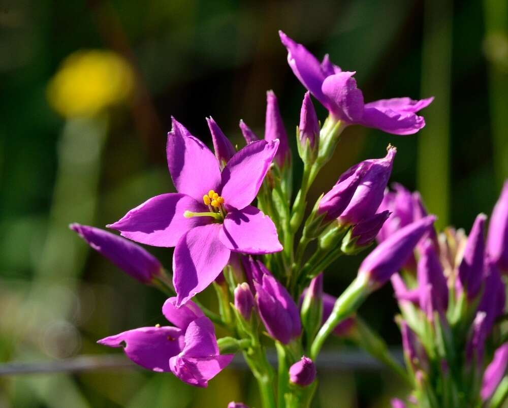 Image of Chironia krebsii Griseb.