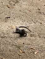 Image of De Queiroz's Spiny-tailed Iguana