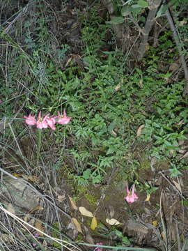 Image of Diascia patens (Thunb.) Grant ex Fourc.