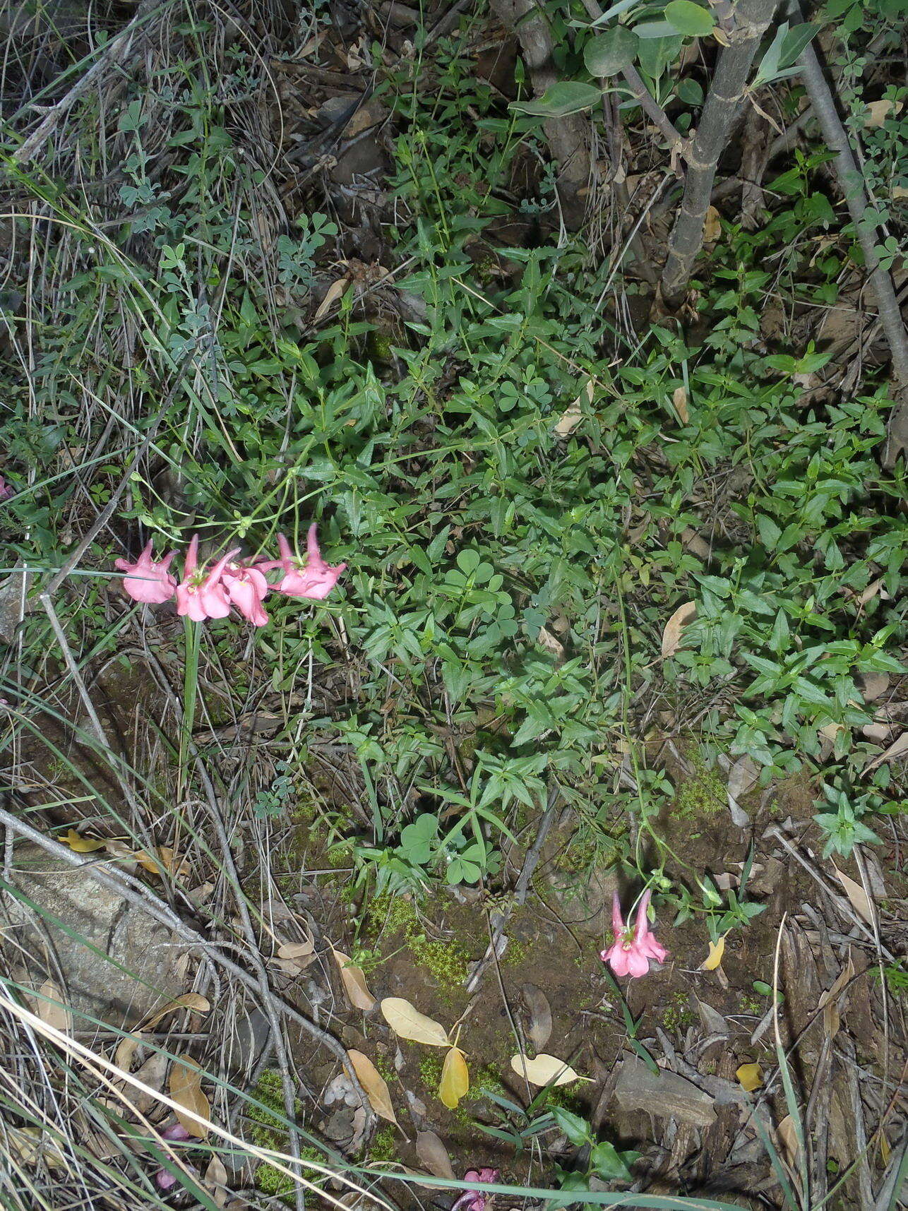 Diascia patens (Thunb.) Grant ex Fourc. resmi