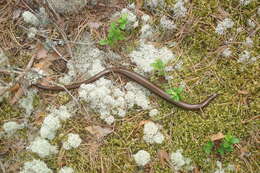 Image of Slow worm