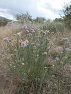 Image de Erigeron pumilus Nutt.