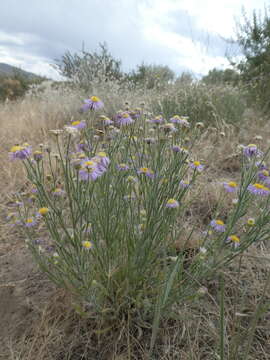 Image de Erigeron pumilus Nutt.