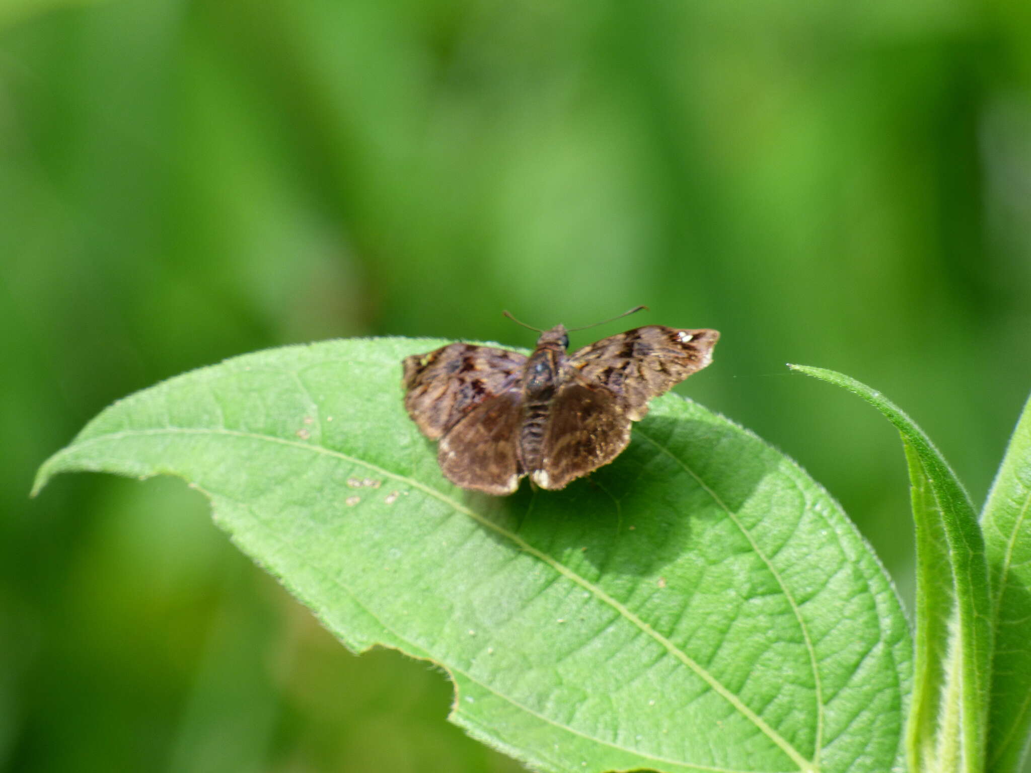 Plancia ëd Noctuana haematospila Felder & Felder 1867