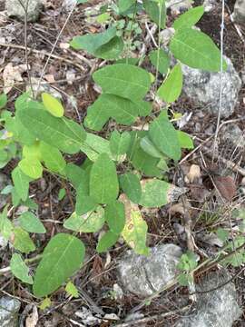 Imagem de Desmodium psilophyllum Schltdl.