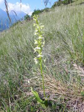 Слика од Platanthera chlorantha (Custer) Rchb.