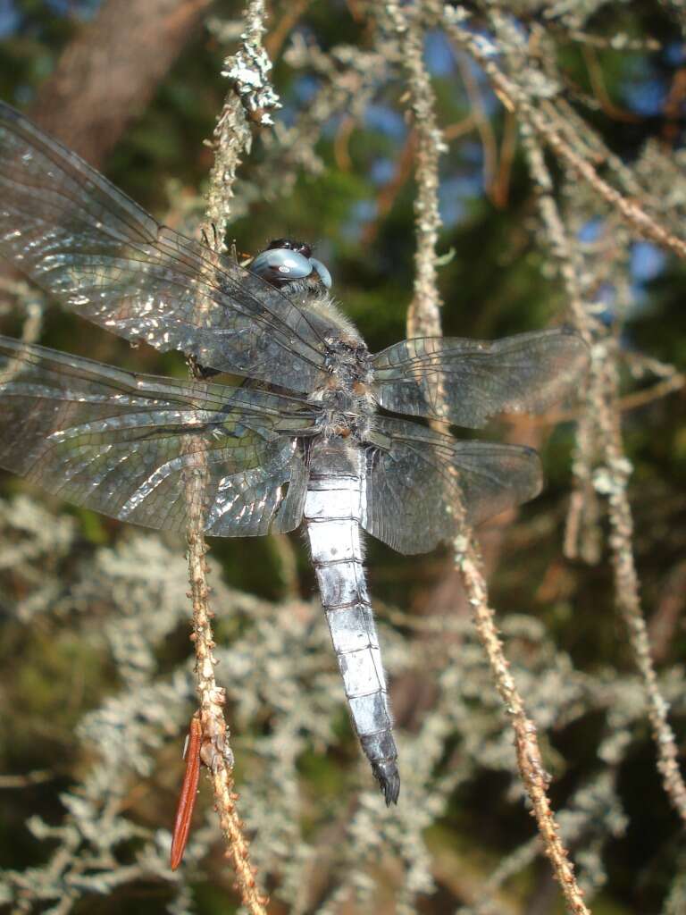 Image of Blue Chaser