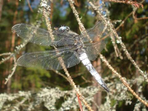 Image of Blue Chaser