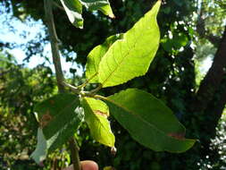 Imagem de Salix cinerea L.