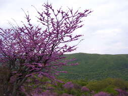 Image of Judas-tree