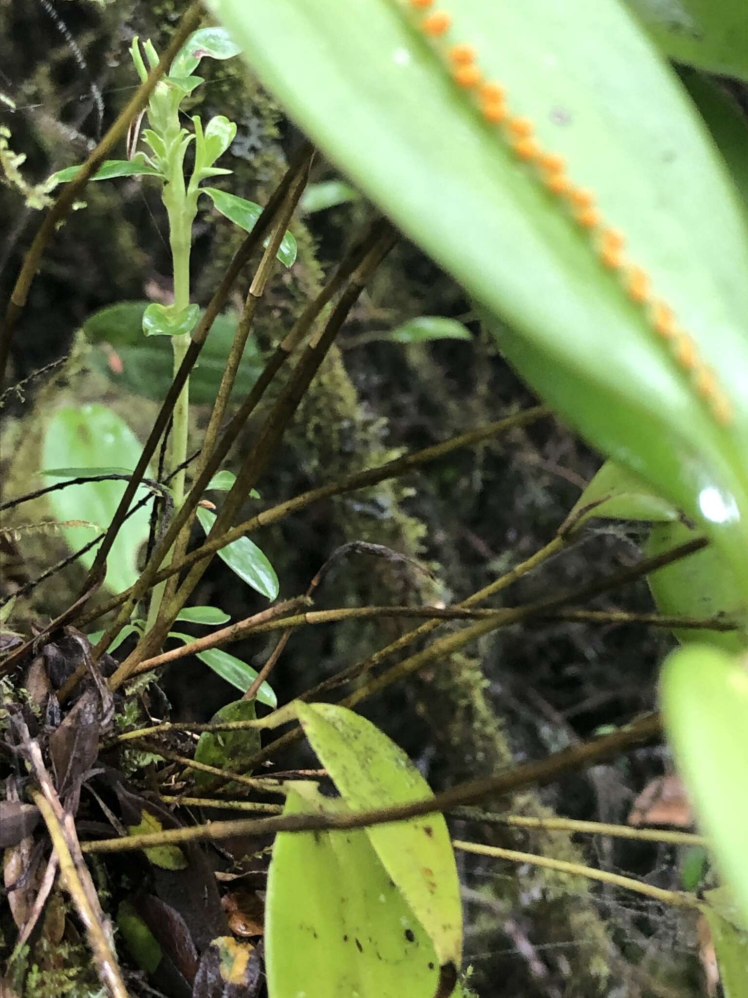 Image of Pleurothallis truncata Lindl.