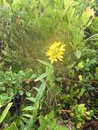 Lysimachia asperulifolia Poir. resmi