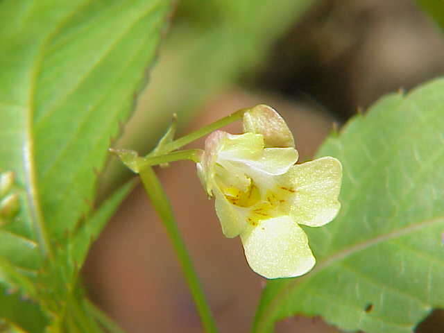 Impatiens parviflora DC. resmi