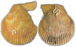 Image of Chlamys varia