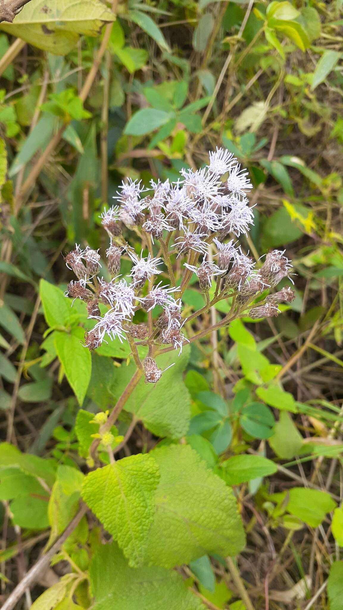 Image of Aristeguietia lamiifolia (Kunth) R. King & H. Rob.