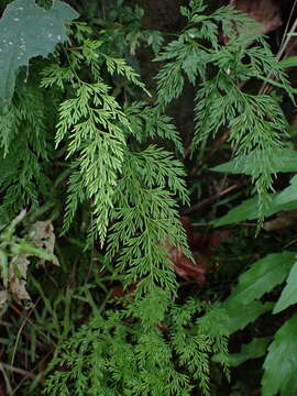 Image of Onychium japonicum (Thunb.) Kunze