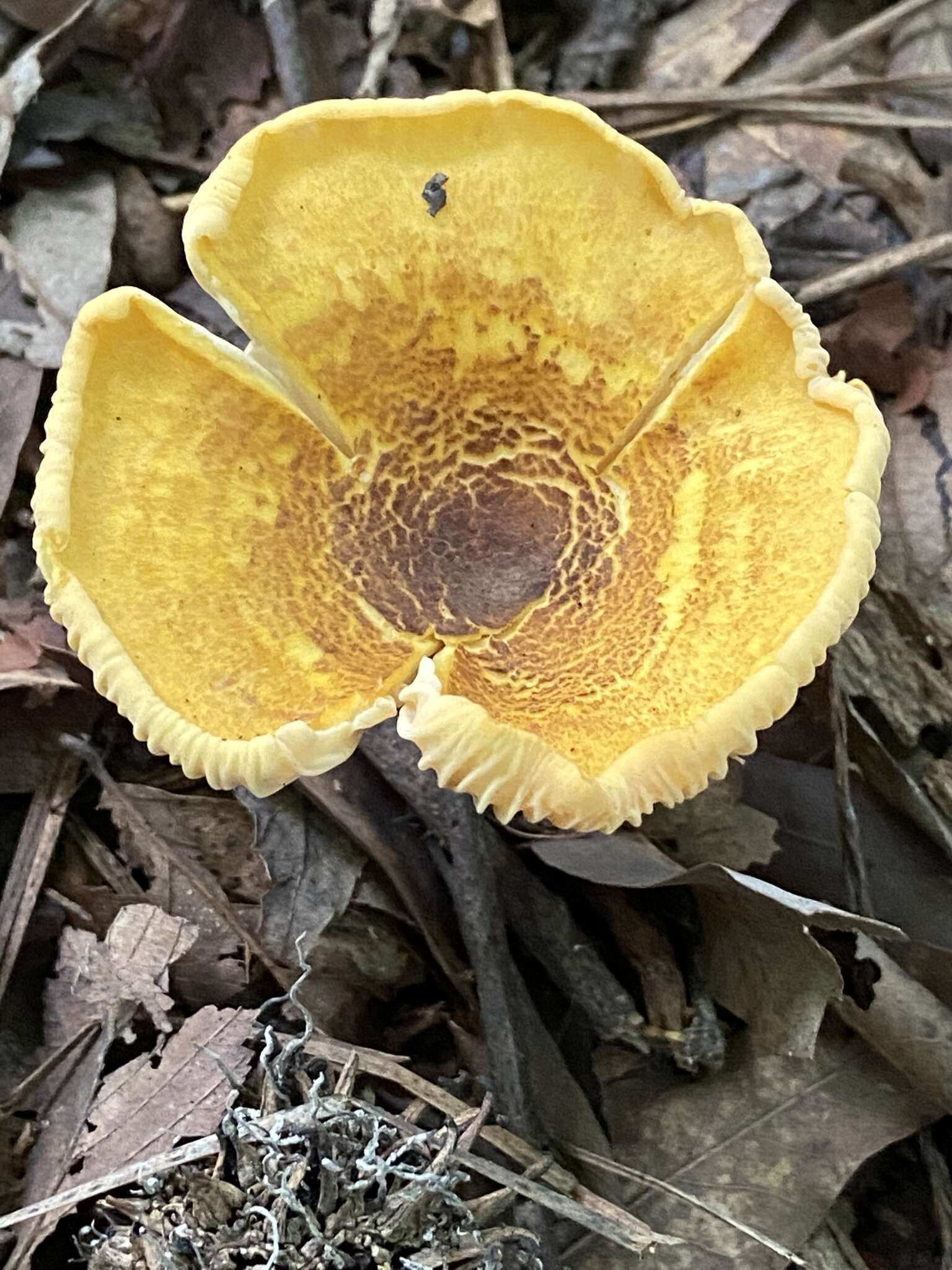 Image of Cantharellus phasmatis Foltz & T. J. Volk 2013