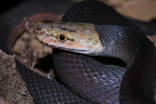 Imagem de Bothrophthalmus Peters 1863