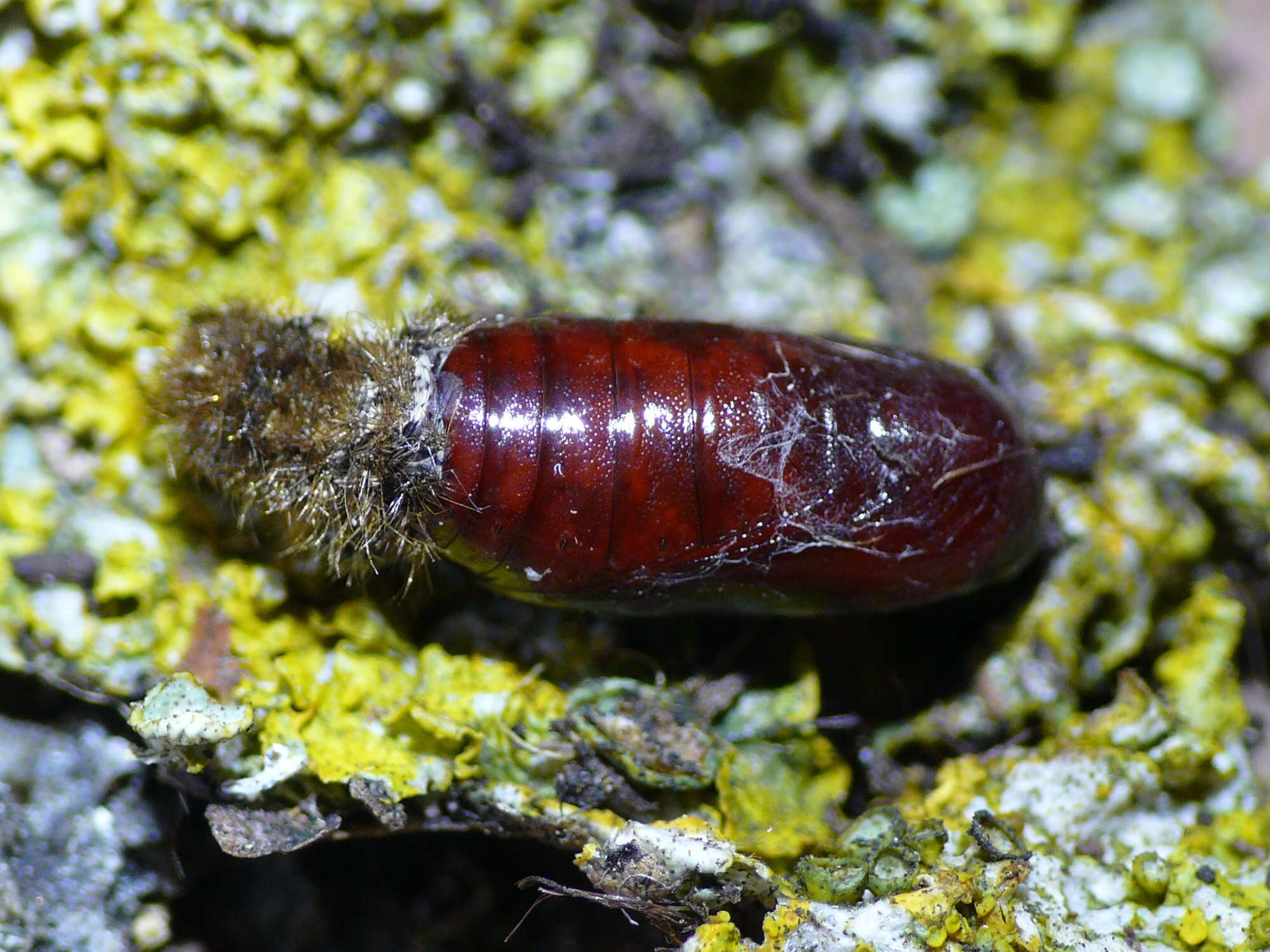 Image of buff footman