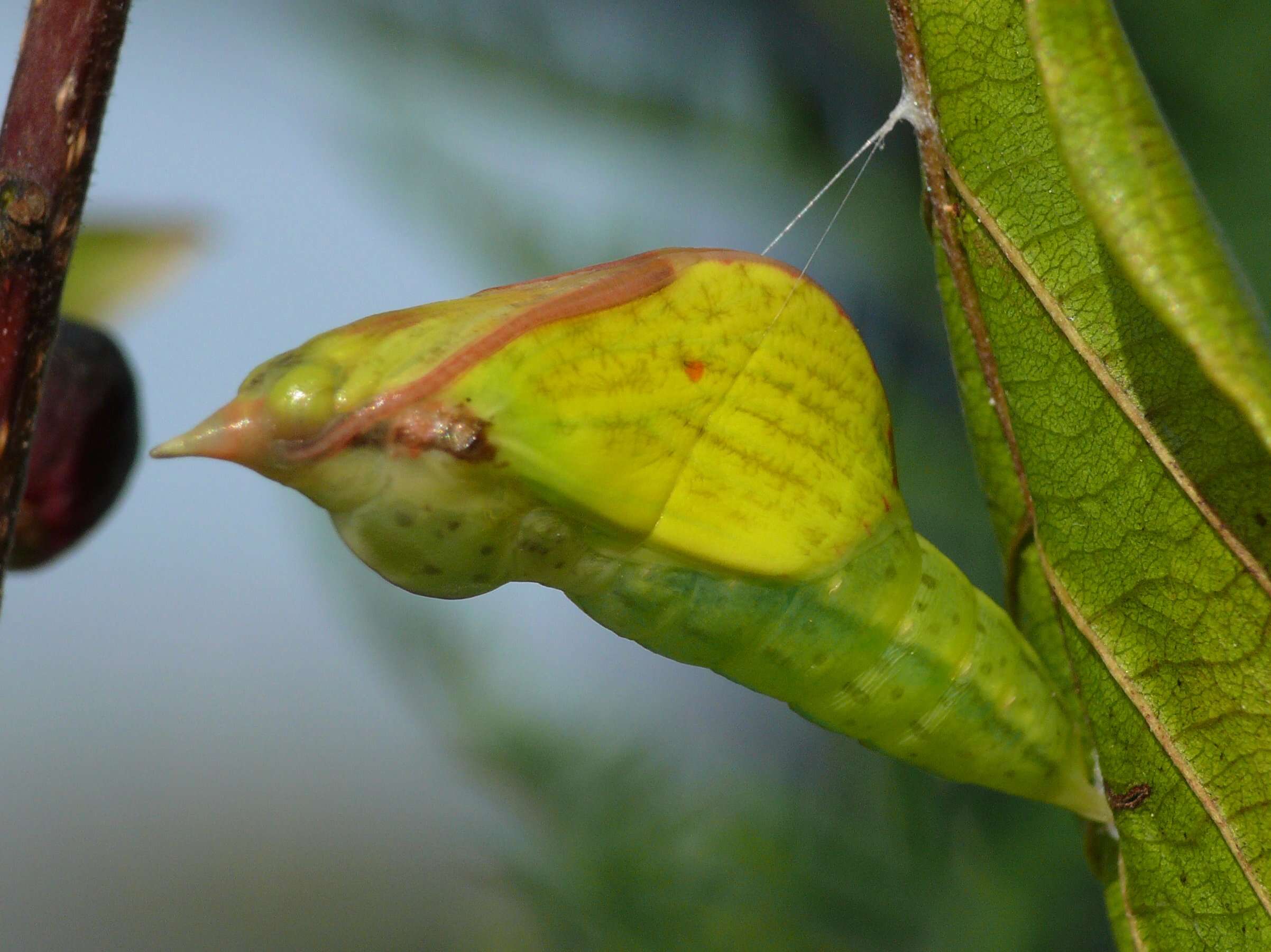 Imagem de Gonepteryx rhamni (Linnaeus 1758)