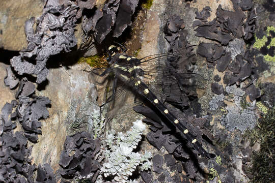 Image of Mountain Giant Dragonfly