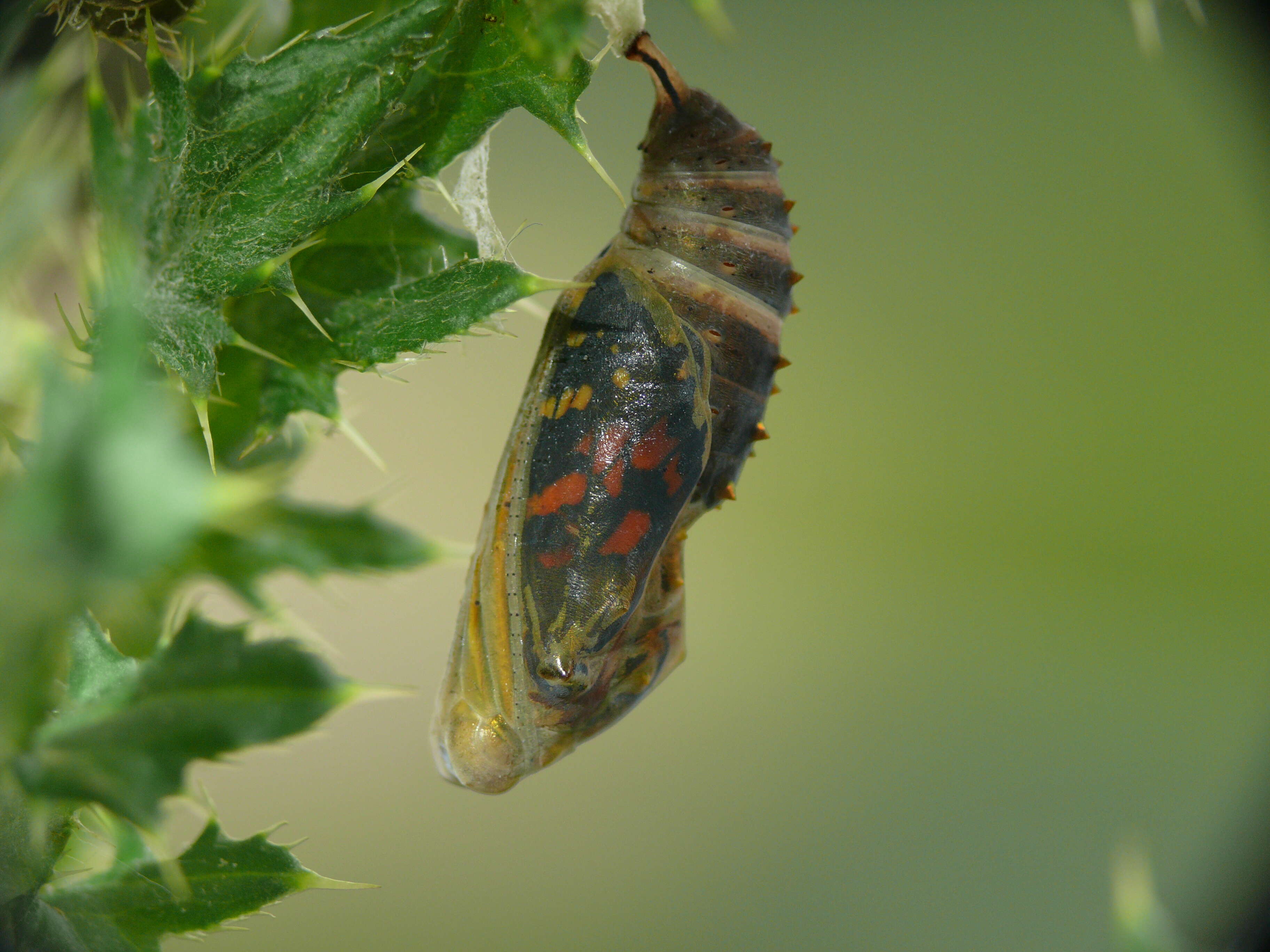 Image of Vanessa cardui