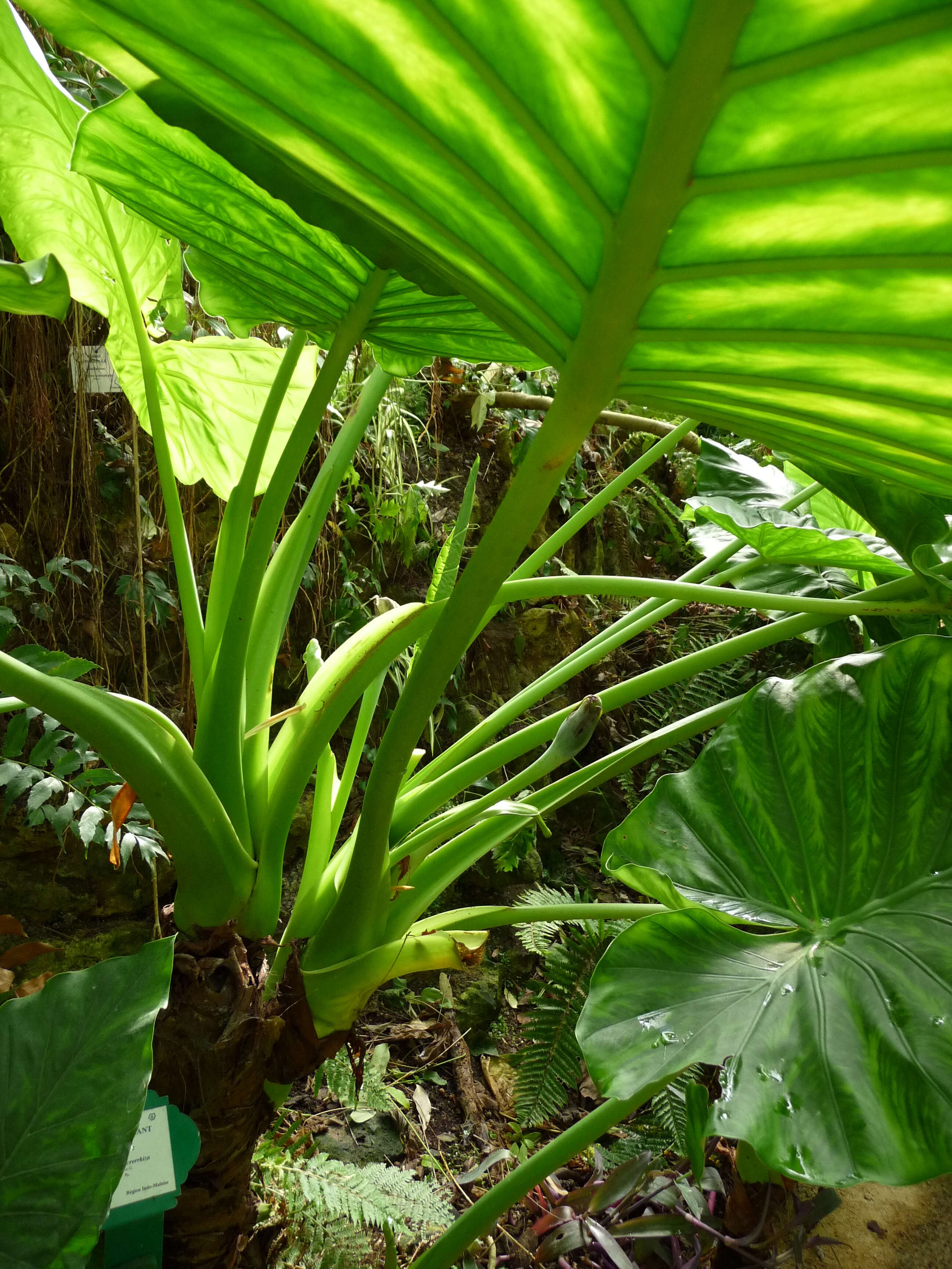 Imagem de Alocasia macrorrhizos (L.) G. Don