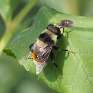 Imagem de Eristalis flavipes Walker 1849